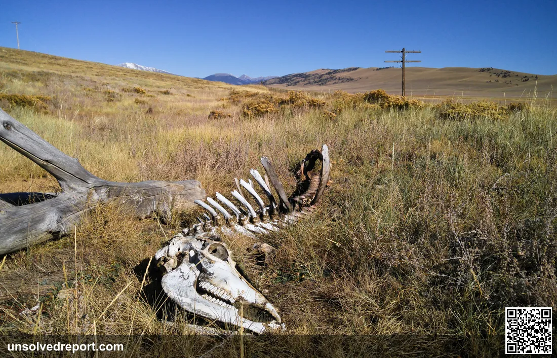 A weathered cow skeleton lying in the grass on a Colorado ranch